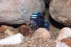 Metriaclima sp. 'msobo'